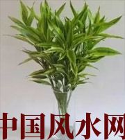 大庆十二生肖养什么植物最旺财运？你知道吗！